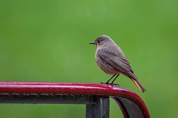 madár, közös redstart, énekesmadár, madártan, faj, fauna, állat, csőr, vadvilág, tollazat, madárles