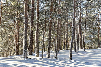 inverno, Sestroretsk, febbraio, passeggiare, brina, bellezza, paesaggio, amore, insieme, regione di Leningrado, Russia
