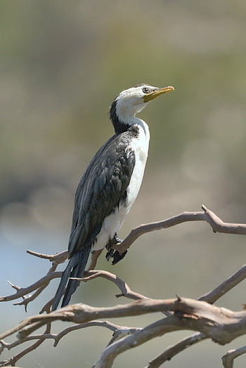 kleine Bonte Aalscholver, aalscholver, vogel, dier, bek, veren, gevederte, neergestreken, tak, dieren in het wild, natuur