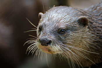 otter, mammal, zoo, animal, nature, wildlife