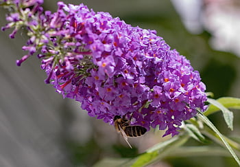 buddleja Davidii, butterfly Bush, bee, flowers, purple, bug, nature, summer