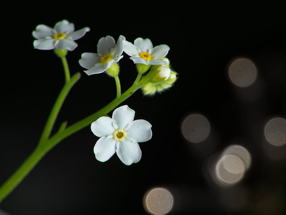 white, flower, plant, background, bokeh, nature, petal, fresh, romantic, freshness, beautiful