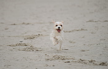 dog, beach, running, animal, outdoors, domestic Animal, mammal, dog Beach, north Sea Beach, north Sea Coast, st Peter-ording
