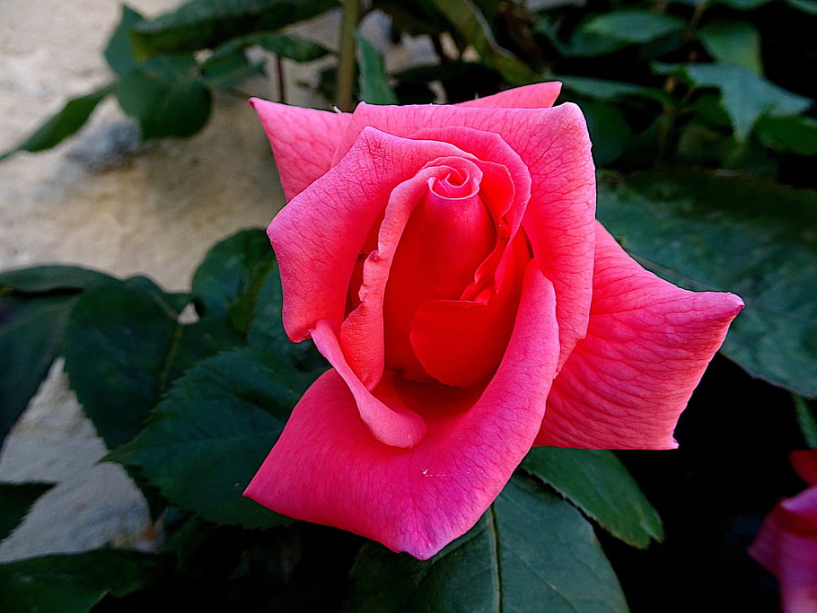 pink, rosebushes, fuchsia Color, flowering Shrubs, flower Wallpaper, plants, flower, garden, beautiful Flowers, gardening, horticulture