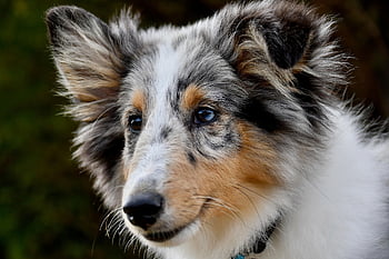 shetland sheepdog, σκύλος, κατοικίδιο ζώο, κυνικός, ζώο, γούνα, ρύγχος, φύση, θηλαστικό ζώο, σκύλο πορτρέτο, ζωικού κόσμου