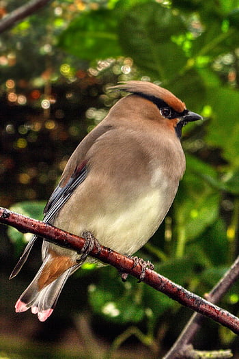 bird, waxwing, plumage, nature, perched, outdoors, branch, ave, avian, ornithology, birdwatching