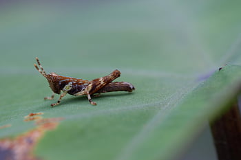 Obecný pole Grasshopper, saranče, list, chortippus Brunneus, hmyz, rostlina, Příroda, letní, makro, detailní, bruneus