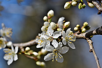 plum Blossom, blossom, bloom, plum Tree, branches, nature, plum, fruit Tree Blossom, bud, sunny, plum Buds
