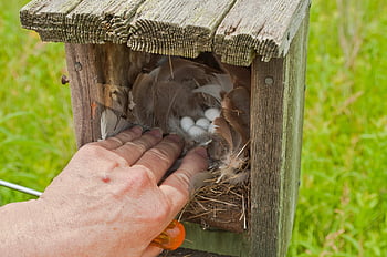 Bluebird Monitor, Monitoraggio Bluebird, Verifica Nest Box, uova, visualizzazione, ispezionando, monitoraggio, nido, natura, birdhouse, rondine