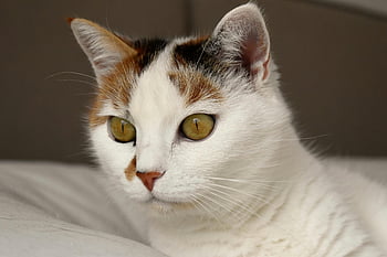 calico cat, χρυσά μάτια, μαλακή γούνα, κοντινή προβολή, Γκρι και καφέ γάτα, λευκό υφαντό, αξιολάτρευτη γάτα, Εντυπωσιακά μάτια, γάτα μικρής γούνας, ψεύτικη γάτα, λευκό φόντο