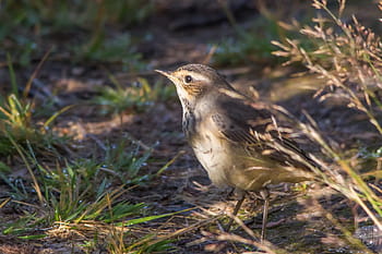 Mladistvé bluethroat, Luscinia Svecica, pták, Norsko, telemark, Vinje, Vågslidtunet, kánon 60d, Sigma 150-500 mm, srpna 2013, Mountain Birds