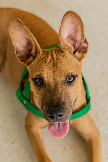 cane marrone, lingua fuori, cane adorabile, orecchie grandi, colletto verde, cane carino, fotografia di animali domestici, ritratto di cane, cane felice, fotografia animale, compagno canino