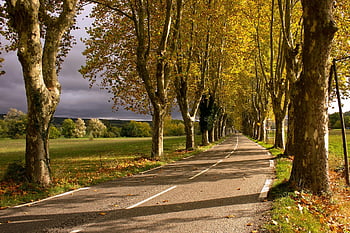 trees, road, autumn, plane Trees, avenue, roadway, pavement, asphalt, nature, landscape, fall
