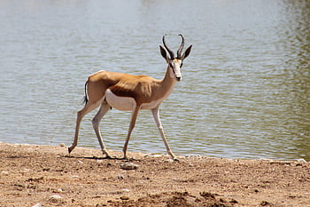 springbok, zwierzę, Bank, jezioro, rzeka, antylopa, ssak, dzikiej przyrody, pustynia, dziki, Natura