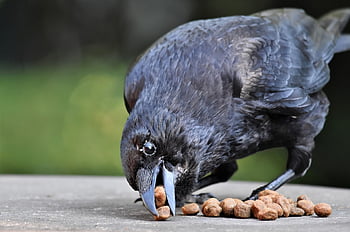 crow, bird, carrion Crow, beak, feathers, plumage, fauna, wildlife, ornithology, animal