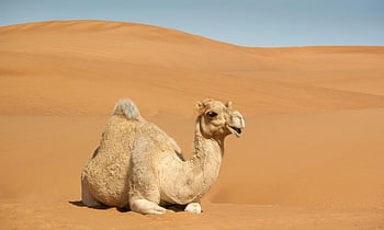 camel, sahara, sand Dunes, desert, animal, fauna, arab, nature
