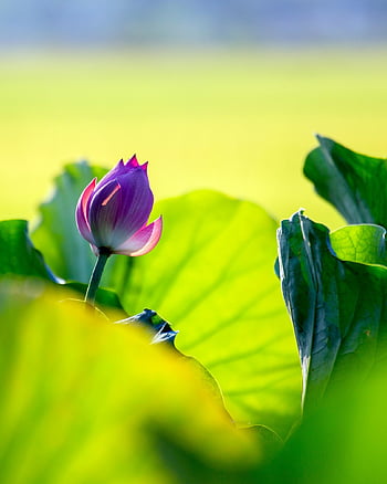 lotus, květ, růžový květ, lotosové listy, krásné květiny, lotosový květ, květinové tapety, okvětní lístky, květinové pozadí, růžové okvětní lístky, flóra