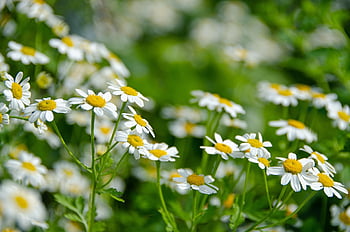 matka, květy, Příroda, tanacetum parthenium, falešný heřmánek, okrasný heřmánek, léčivé rostliny, kompozitů, chata zahrada, naturopathy, bylinková zahrada