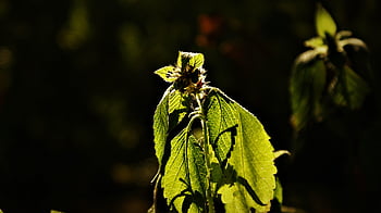 ป่าน - ตำแยทั่วไป, brittlestem hempnettle, ใบไม้, พฤกษา, อากาศเปลี่ยนแปลง, ธรรมชาติ, ป่า, พฤกษศาสตร์, ยุโรป, Galeopsis Tetrahit, เนเธอร์แลนด์