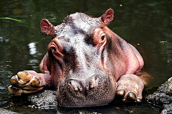 Hroch, zvíře, volně žijících živočichů, divoké zvíře, savec, voda, fauna, Příroda, savců