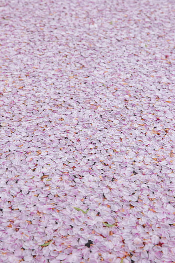 Třešňový květ, texturou pozadí, růžový koberec, padlé okvětní lístky, klidné šíření, venku v Japonsku, třešňový květ strom, Světlý třešňový květ, chodník, květinové textury, jarní sezóna