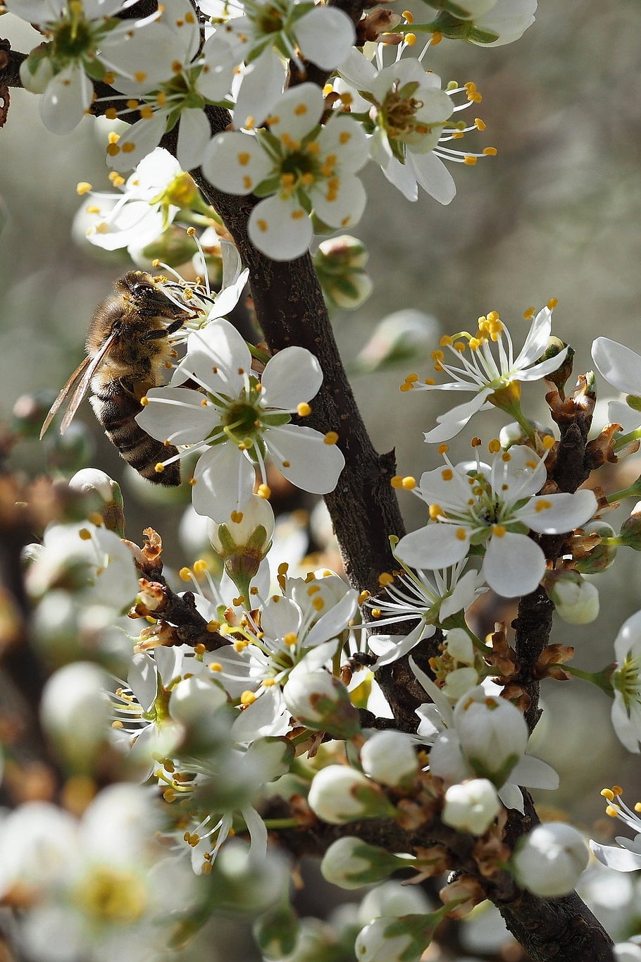 blossom, bloom, spring, bee, insect, nature, pollination, close Up, macro, mobile Wallpaper, iphone Wallpaper