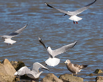 Möwen, Wasservögel, Meer, Felsen, fliegende Vögel, Vogelkunde, Vögel beobachten, Tierwelt