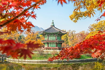 เกาหลี, ต้นไม้, Gyeongbokgung, โซล, เกาหลีใต้, ใบเมเปิ้ล, ธรรมชาติ, ใบไม้, ดิน, ทราย
