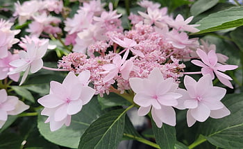 hydrangea, flowers, garden, petals, bloom, blossom, flora, plant, leaves, nature, close Up