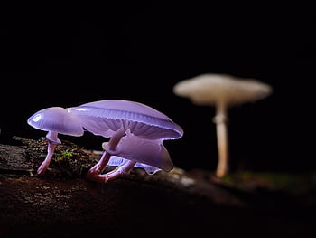 fungo, funghi, Root melma di faggio, fungo della foresta, fungo selvatico