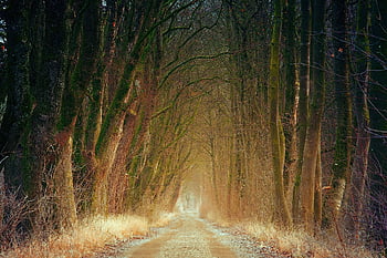 avenue, světlo, cesta, les, stromy, podzim, krajina, Příroda, lesní cesta, nálada, atmosféra