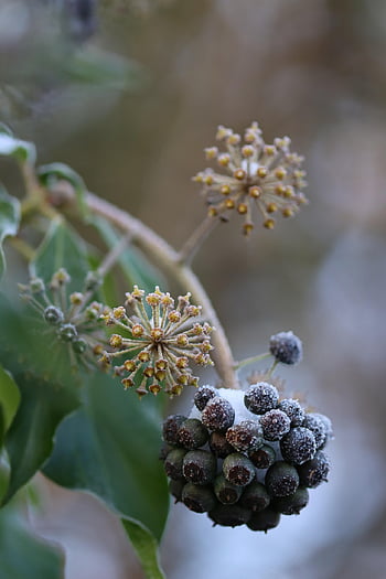ivy, seed Pods, berry, frost, winter, snow, nature