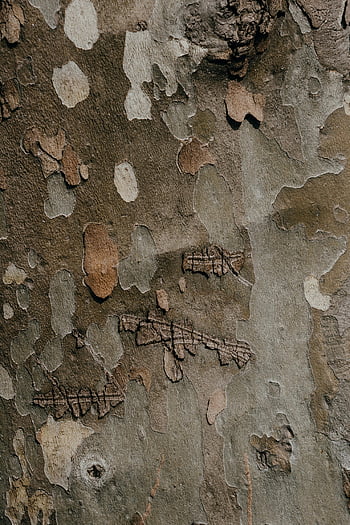 tronco d'albero marrone, da vicino la fotografia, Texture dettagliata, corteccia di albero, Modelli naturali, colori, trama del tronco d'albero, motivi di corteccia, colori naturali, CORSO CHILK TREE, texture dettagliata della corteccia