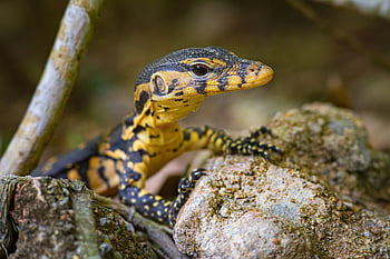 asijské vodní monitor, krutý, puntíkovaný, Austrálie, tropické klima, plazení, dráp, ohrožené druhy, zoologie, Thajsko, plaz