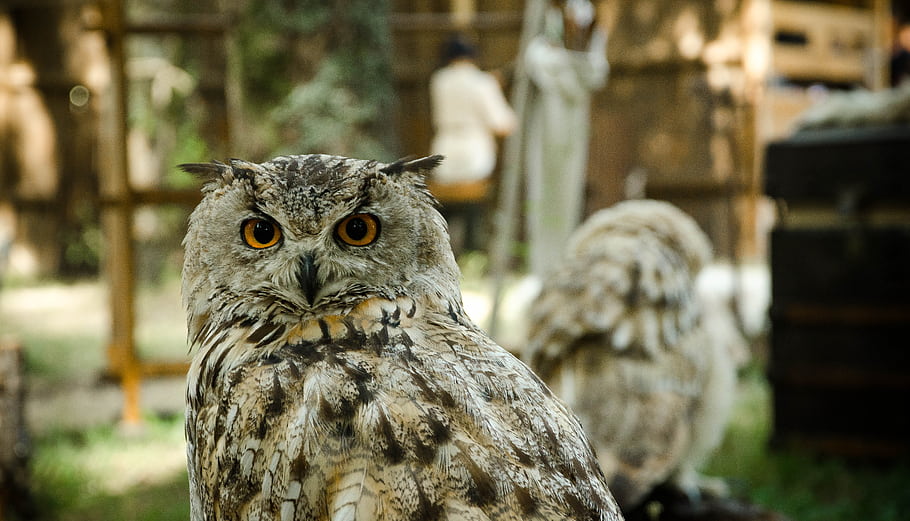 owl, bird, eyes, face, feathers, brown, orange, medieval, fair, day, stare