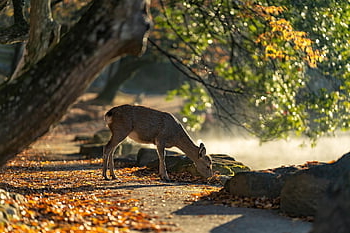 ニホンジカ、 奈良公園、 鹿、 ほ乳類、 秋、 日本、 紅葉、 野生動物、 自然、 動物、 動物の世界