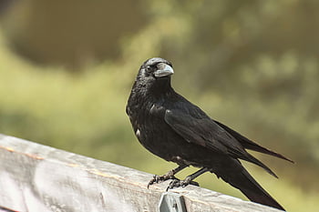 black bird, brown wooden fence, crow, detailed close-up, wooden railing, outdoors, nature, wildlife, black crow, outdoor photography, bird on fence