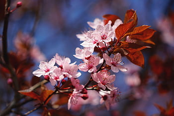 cherry Blossom, pink, white, spring, tree, cherry Tree, blossom, bloom, ornamental Cherry, branch, nature