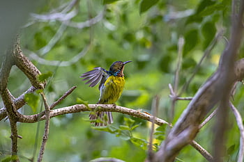 sunbird, madár, Thaiföld, esőerdő, zöld szín, madárles, trópusi éghajlat, keres, ülés, vadvilág, állat