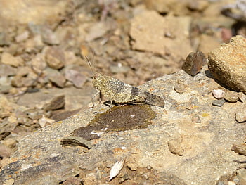 saranče, humr, mimikry, maskovat, orthoptera, skály