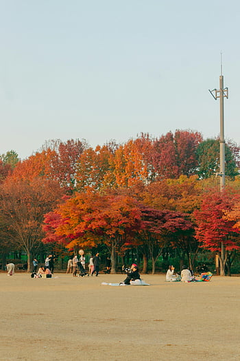picnic, Seoul park, autumn trees, vibrant colors, outdoor gathering, people enjoying, fall season, nature scenery, recreational activity, public park, leisure time