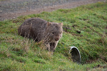 wombat, common Wombat, vombatus Ursinus, bare-nosed Wombat, marsupial, mammal, herbivore, wildlife, australia, nature, australian
