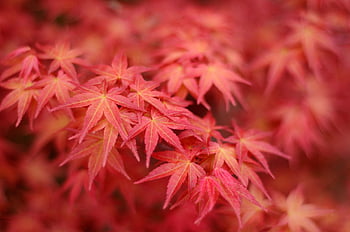 japonský javor, listy, podzim, větev, červené listy, strom, Palmate javor, acer palmatum, rostlina, flóra, Příroda