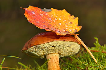 gotas de orvalho, folha, outono, vegetação, cogumelo, boleto da baía, saboroso, natureza, lado de fora, fechar-se, plantar