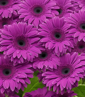 flowers, ai Generated, gerbera, purple Flower, flora, botany, flower Motif, unreal, petals, growth