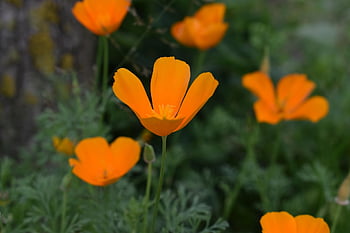 oranžové květy, květ, okvětní lístky, oranžové okvětní lístky, Blosom, flóra, květinové tapety, Příroda, letní, květinové pozadí, krásné květiny
