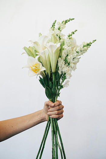 white flowers, hand holding flowers, white lilies, snapdragons, delicate bouquet, plain background, floral arrangement, white floral bouquet, hand holding bouquet, white flower bouquet, white snapdragons