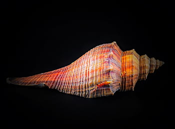 Keong kuda, Keong, kulit, kerang laut, laut, alam, dekorasi
