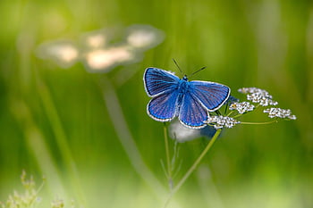 Mazarineblau, Blumentapete, Schmetterling, Blume, bestäuben, Bestäubung, schöne Blumen, Insekt, geflügeltes Insekt, Schmetterlingsflügel, blühen