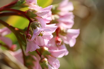 Bergenie, bergenia, květenství, Wrapwort, lomikámen, růžové květy, keř, brzy bloomer